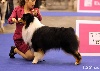  - Euro Dog Show 2013