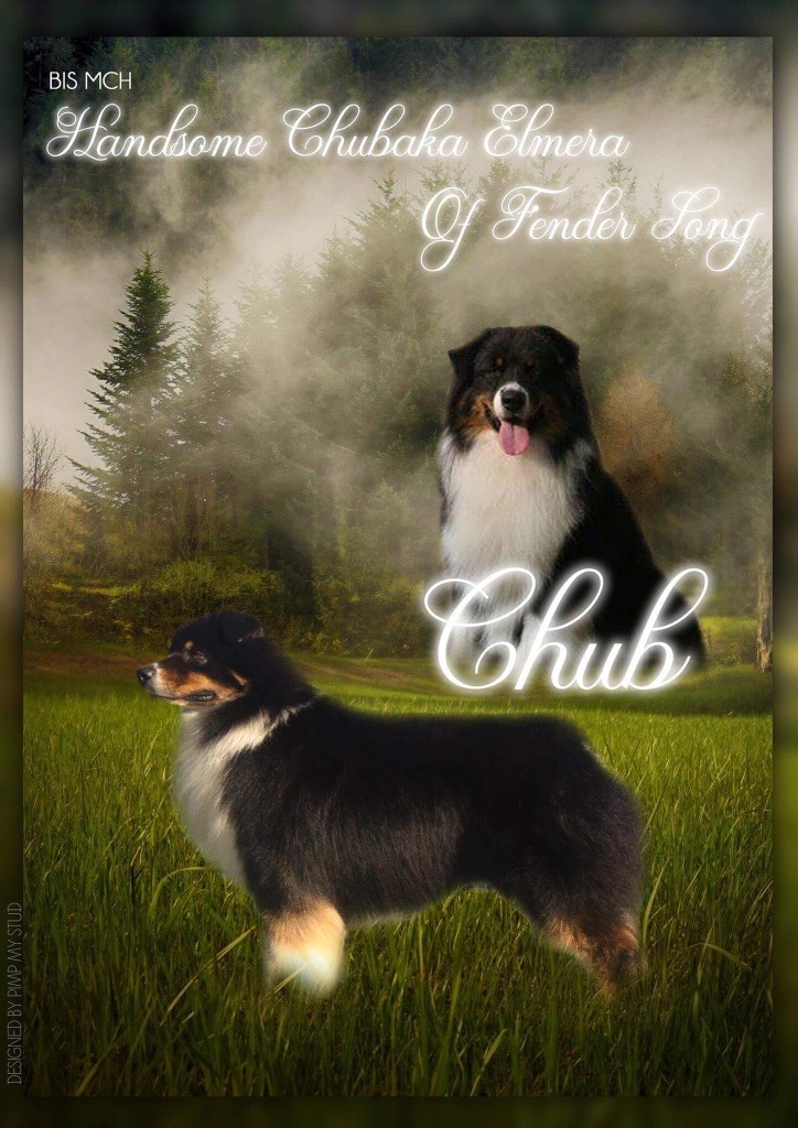 CH. Bis multi ch handsome chubaka d'elmera Of Fender Song