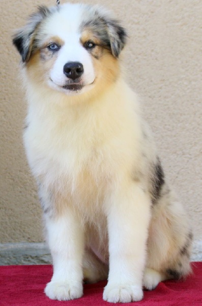 Of Fender Song - Berger Australien - Portée née le 14/02/2015